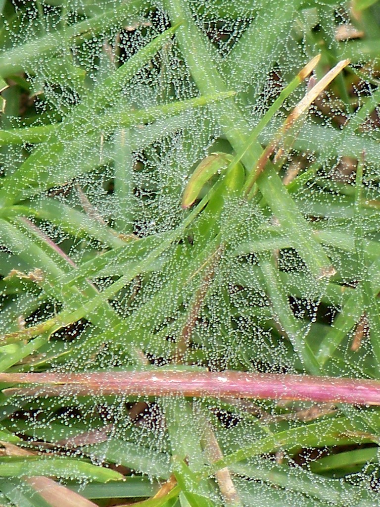 Ground web wet with dew... by marlboromaam