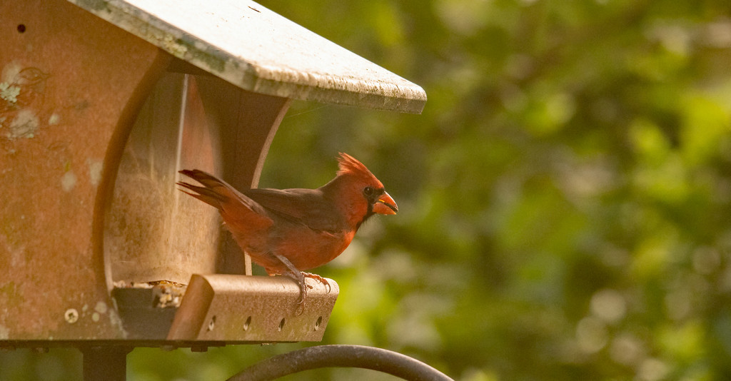 Cardinal Through the Back Window! by rickster549