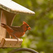 Cardinal Through the Back Window! by rickster549