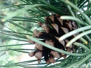 1st Oct 2020 - Falling leaves & dropping pine cones