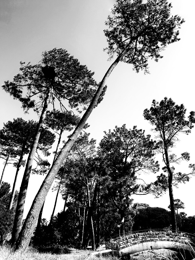 Trees of Keurboom #2 by eleanor