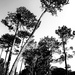 Trees of Keurboom #2 by eleanor
