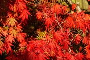 10th Oct 2020 - Acer