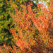 Autumnal Splendour by phil_sandford