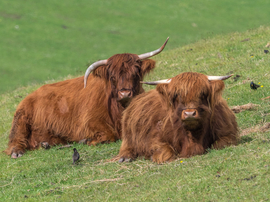 Highland cows  by gosia