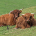 Highland cows  by gosia