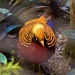 Elusive Golden Pheasant ~   by happysnaps