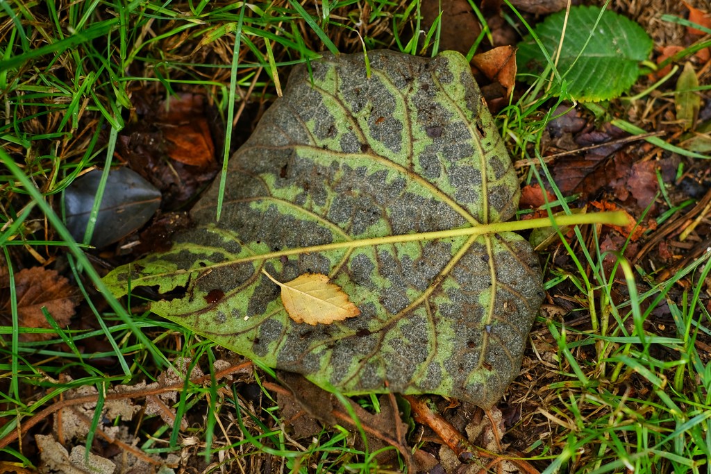 Fallen leaves by 4rky