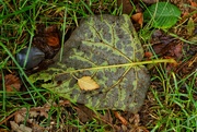 9th Oct 2020 - Fallen leaves