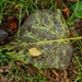 Fallen leaves by 4rky