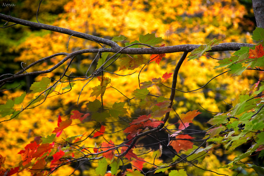 More autumn colours by novab