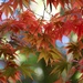 Japanese Maple by motherjane