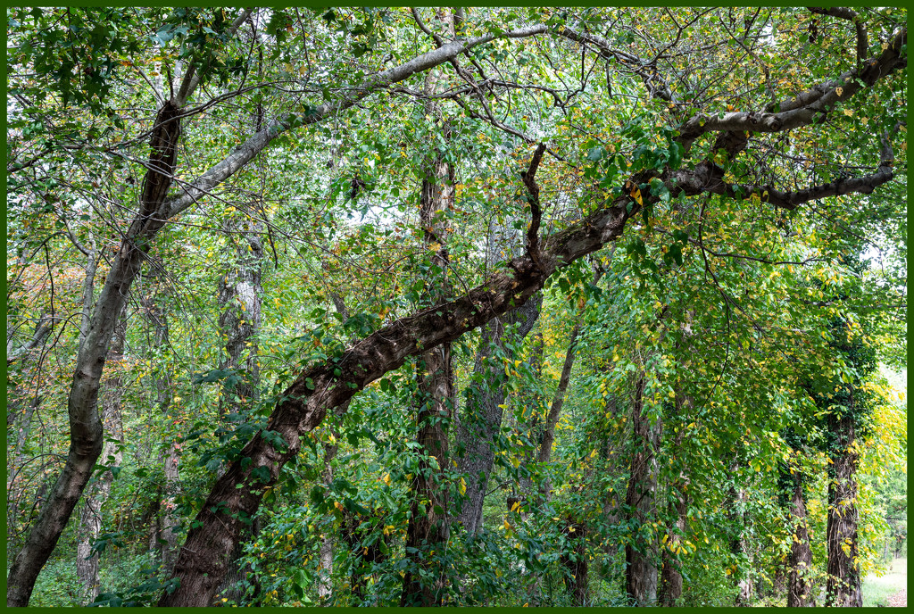 October Woods by hjbenson