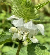 11th Oct 2020 - Nettle