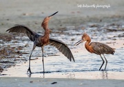 11th Oct 2020 - Morning Dance of the Reddish Egrets