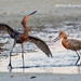 Morning Dance of the Reddish Egrets by photographycrazy