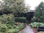 10th Oct 2020 - Garden in the rain