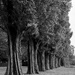 Trees in a row by leonbuys83