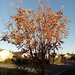 Rowan Tree by g3xbm