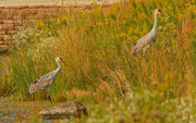11th Oct 2020 - sanhill cranes climb up the shore