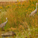 sanhill cranes climb up the shore by rminer