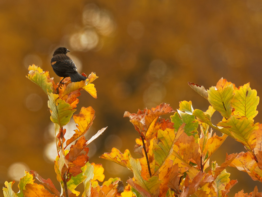 Red-winged blackbird in autumn by rminer