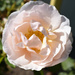 Bonus Rose by bjywamer