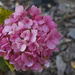 Hydrangea Blossom by bjywamer