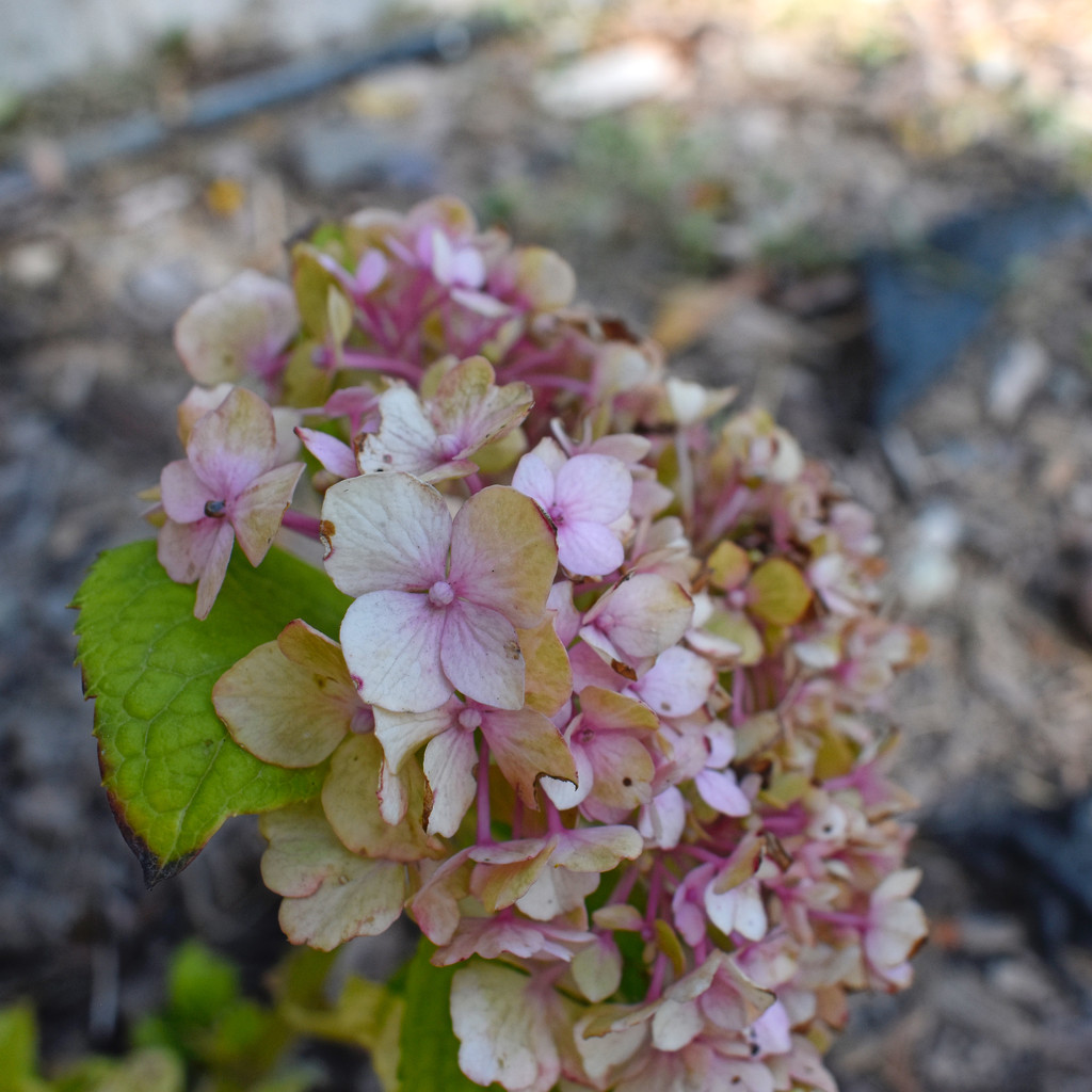 Fading Hydrangea by bjywamer