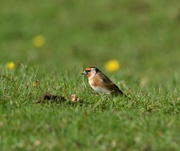 11th Oct 2020 - Goldfinch 