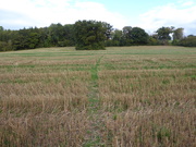 10th Oct 2020 - footpath through the wheat stubble