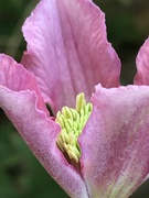 26th Sep 2020 - Clematis Flower 