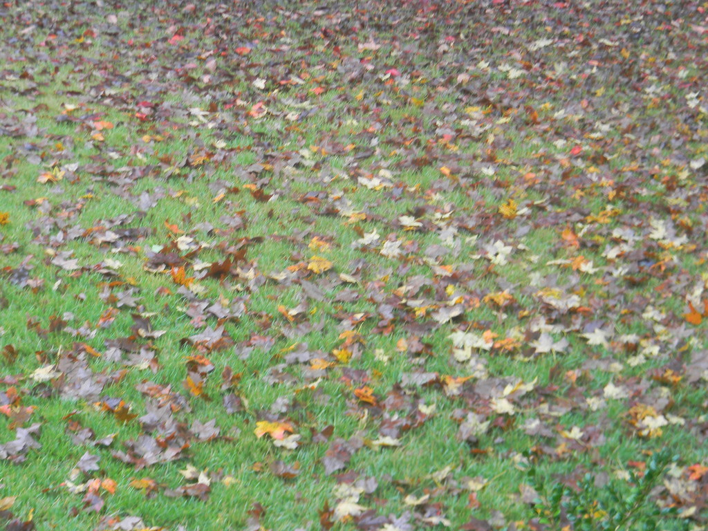 Leaves on Ground by sfeldphotos