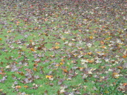 11th Oct 2020 - Leaves on Ground