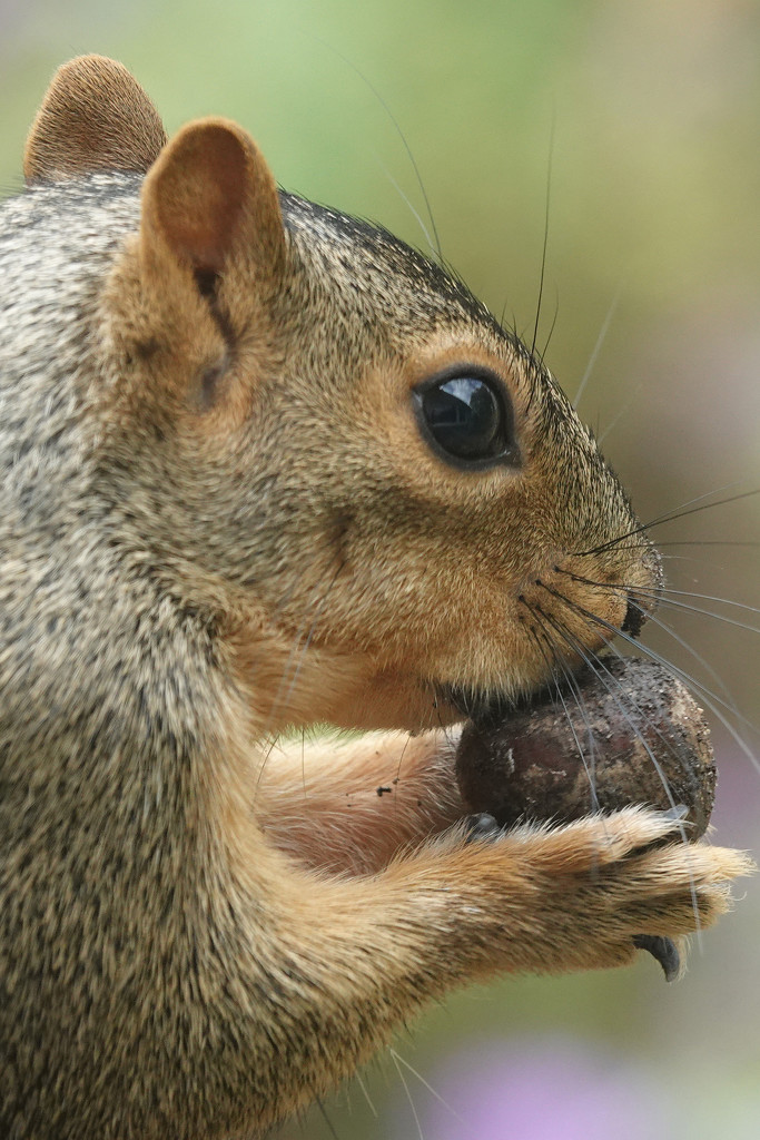 Squirrel with nut by annepann