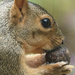 Squirrel with nut by annepann