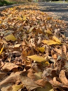 11th Oct 2020 - 1011leaves