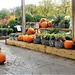 Pumpkins galore ! by beryl