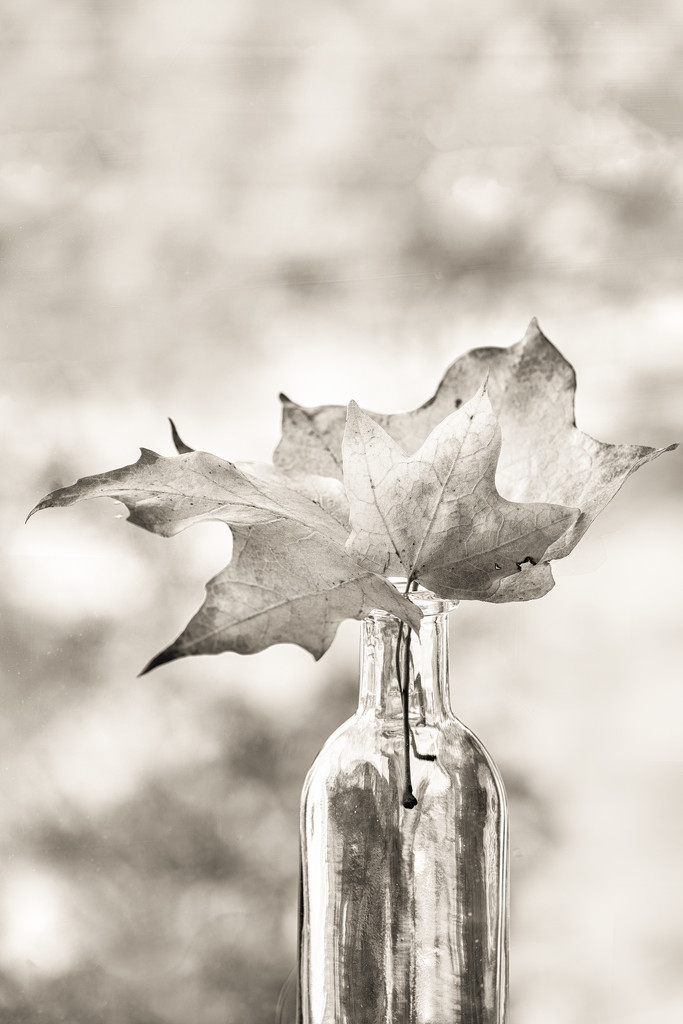 fall leaves in monochrome by jernst1779