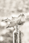 11th Oct 2020 - fall leaves in monochrome