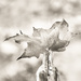 fall leaves in monochrome by jernst1779