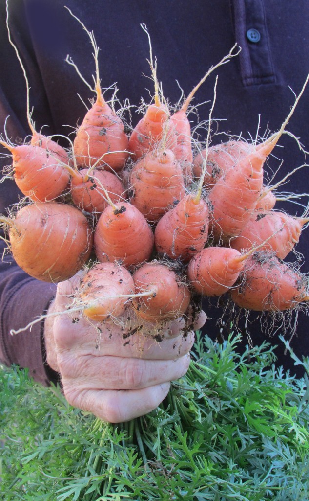Bouquet Of "Short & Sweet" Carrots by paintdipper