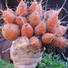 Bouquet Of "Short & Sweet" Carrots by paintdipper