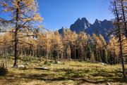 9th Oct 2020 - Golden Larches everywhere