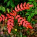 Red prickles by 4rky