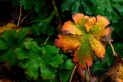 6th Oct 2020 - Autumn colours