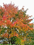 13th Oct 2020 - All seasons in one tree. 