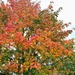 All seasons in one tree.  by cocobella