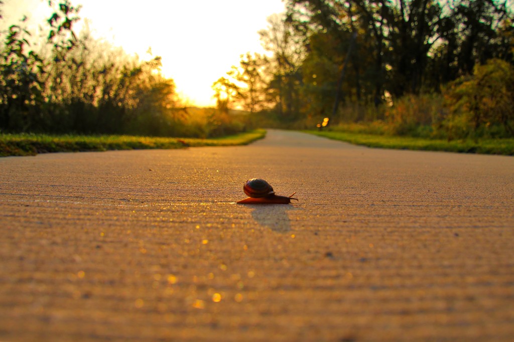 Sidewalk Snail by lynnz