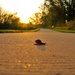 Sidewalk Snail by lynnz